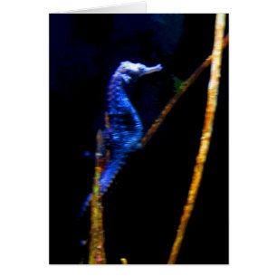 CB bleus d'hippocampe