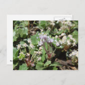 Ceanothus prostratus briefkaart (Voorkant / Achterkant)