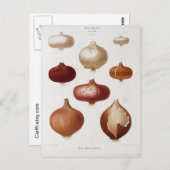 Cebollas - Postal Briefkaart (Voorkant / Achterkant)