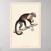CEBUS MONACHUS MONKEY PRINT (Voorkant)