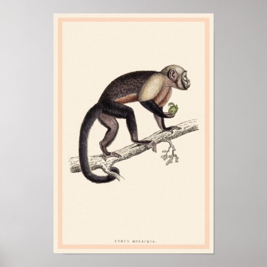 CEBUS MONACHUS MONKEY PRINT (Voorkant)