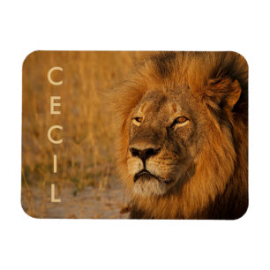 Cecil de Leeuw uit Afrika Magneet