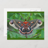 Cecropia Moth Briefkaart (Voorkant / Achterkant)