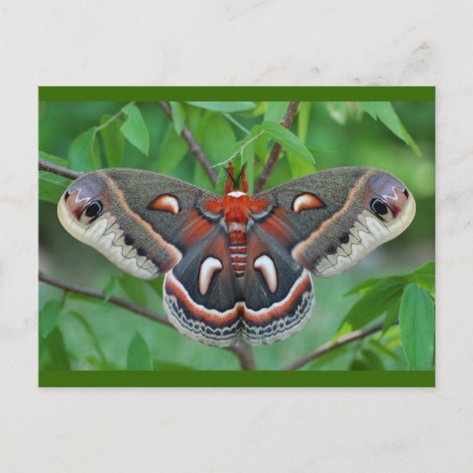 Cecropia Moth Briefkaart (Voorkant)