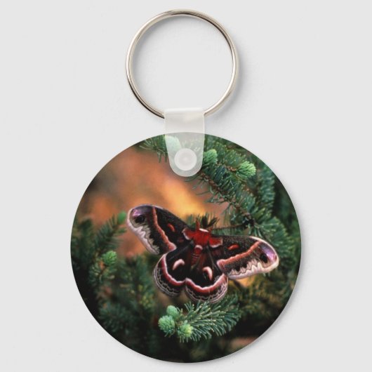 Cecropia moth sleutelhanger (Voorkant)