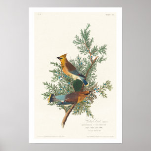 Cedar Bird by Audubon Poster