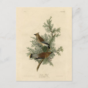 Cedar Bird, Cedar Waxwing Audubon Birds of America Briefkaart