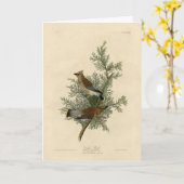 Cedar Bird, Cedar Waxwing Audubon Birds of America Kaart (Gele Bloem)