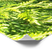 Cedar Hedge Poster (Hoek)