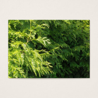Cedar Hedge Visitekaartjes