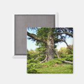 Cedar-of-Libanon Tree Magnet Magneet (Voorkant / Achterkant)