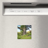 Cedar-of-Libanon Tree Magnet Magneet (Insitu (Vaatwasser))