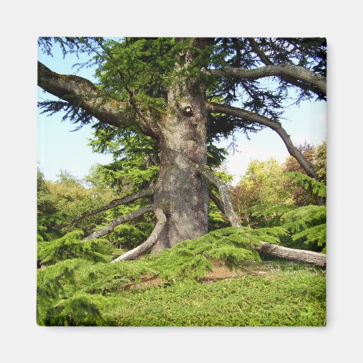 Cedar-of-Libanon Tree Magnet Magneet (Voorkant)