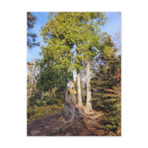 Cedar Throne Tettegouche Minnesota Briefkaart