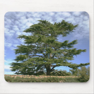 Cedar van Libanon Muismat