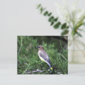 Cedar-was in de boom met bessen briefkaart (Staand voorkant)