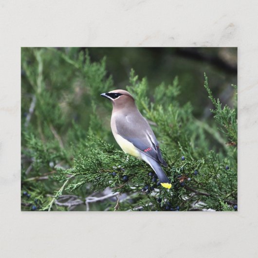Cedar-was in de boom met bessen briefkaart (Voorkant)