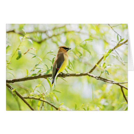Cedar Waxing (Voorkant Horizontaal)