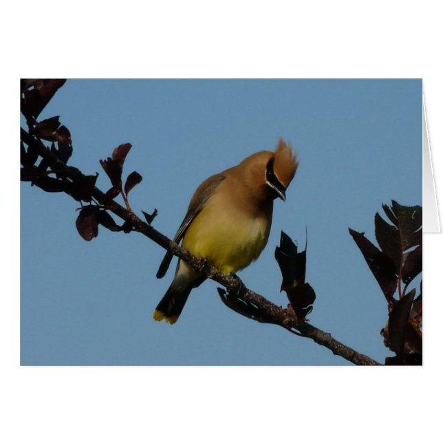 Cedar Waxing 2 (Voorkant Horizontaal)