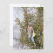 Cedar Waxing avec carte Berry Note (Devant / Derrière)