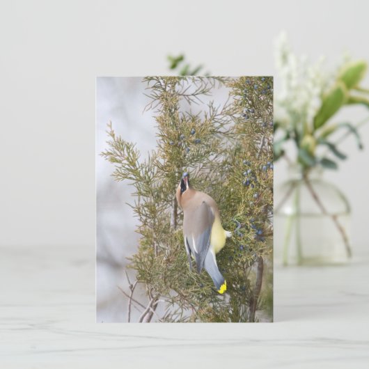 Cedar Waxing avec carte Berry Note (Debout devant)