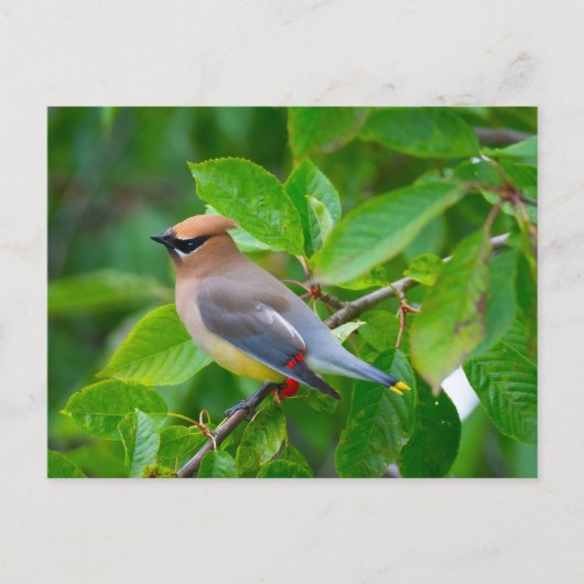 Cedar Waxing Briefkaart (Voorkant)