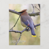 Cedar Waxing Briefkaart (Voorkant)