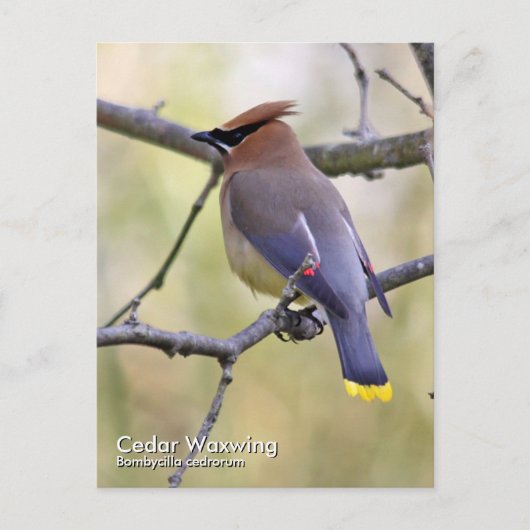 Cedar Waxing Briefkaart (Voorkant)