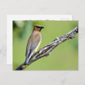 Cedar Waxing Briefkaart (Voorkant / Achterkant)