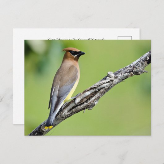 Cedar Waxing Briefkaart (Voorkant / Achterkant)