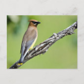 Cedar Waxing Briefkaart (Voorkant)