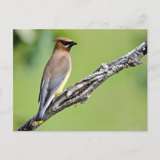 Cedar Waxing Briefkaart (Voorkant)