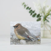 Cedar Waxing Briefkaart (Staand voorkant)