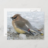 Cedar Waxing Briefkaart (Voorkant / Achterkant)