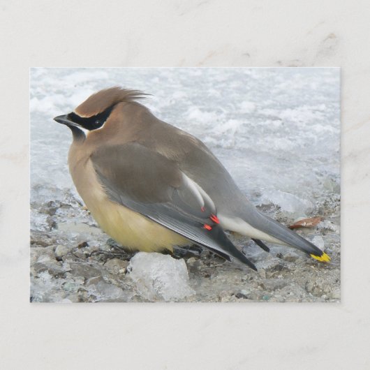 Cedar Waxing Briefkaart (Voorkant)