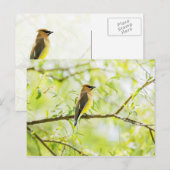 Cedar Waxing Briefkaart (Voorkant / Achterkant)