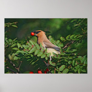 Cedar Waxing Eating Mountain Ash Berry Poster