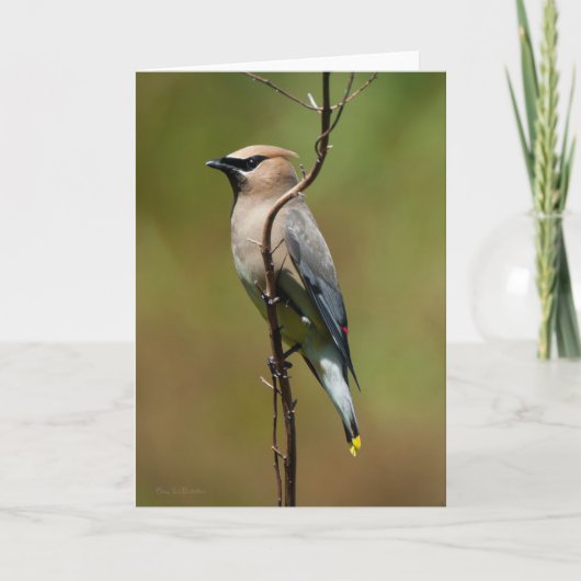 Cedar Waxing - Hartelijk dank Bedankkaart (Voorkant)