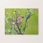 Cedar Waxing Legpuzzel (Horizontaal)