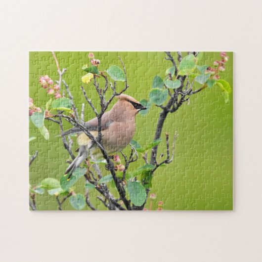 Cedar Waxing Legpuzzel (Horizontaal)
