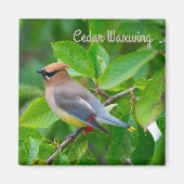 Cedar Waxing Magneet (Voorkant)