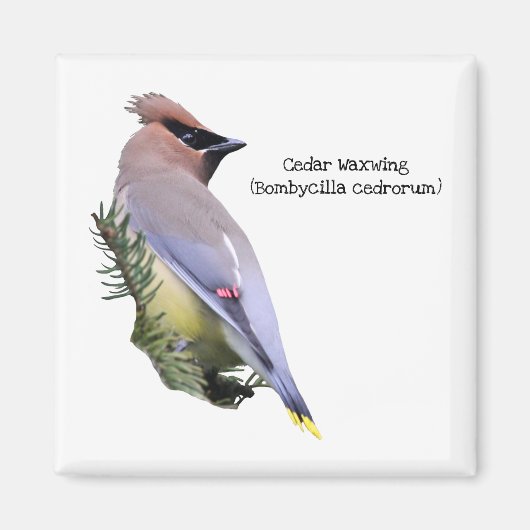 Cedar Waxing Magneet (Voorkant)