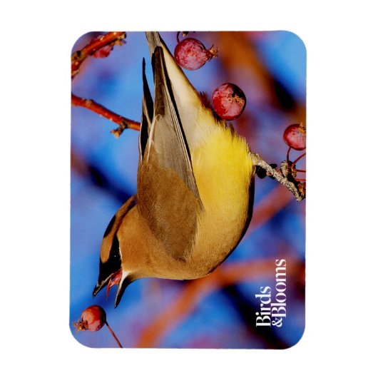 Cedar Waxing Magneet (Verticaal)