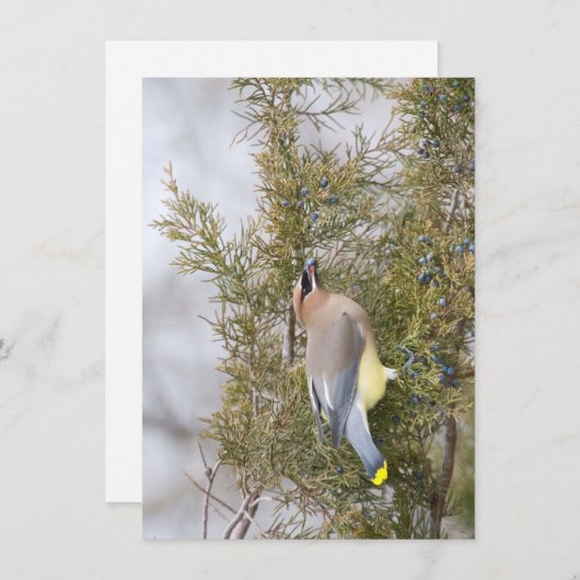 Cedar Waxing met Berry Note Card Bedankkaart (Voorkant / Achterkant)