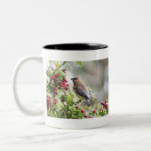 Cedar Waxing mok (Links)