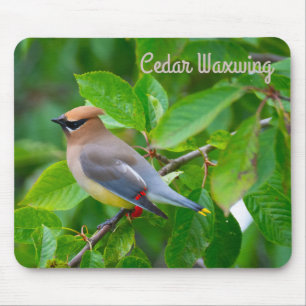 Cedar Waxing Muismat