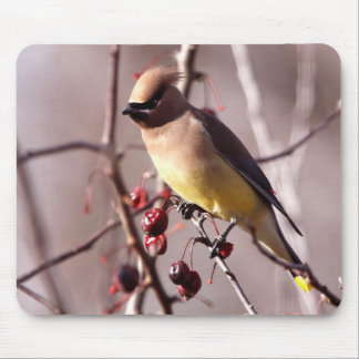 Cedar Waxing Muismat