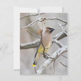 Cedar Waxing Note Card Bedankkaart