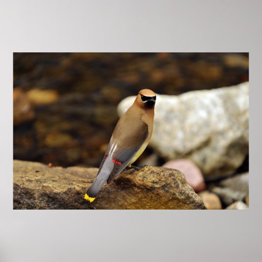 Cedar Waxing Poster (Voorkant)