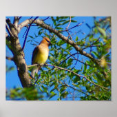 Cedar Waxing Print (Voorkant)
